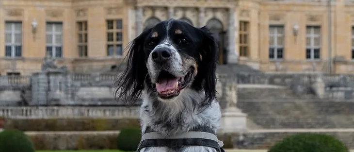 Les chiens autorisés au domaine en 2026 !