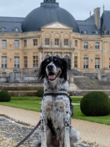 Les chiens autorisés au domaine en 2026 !