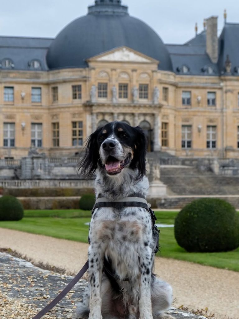 Les chiens autorisés au domaine en 2026 !